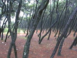 防風林